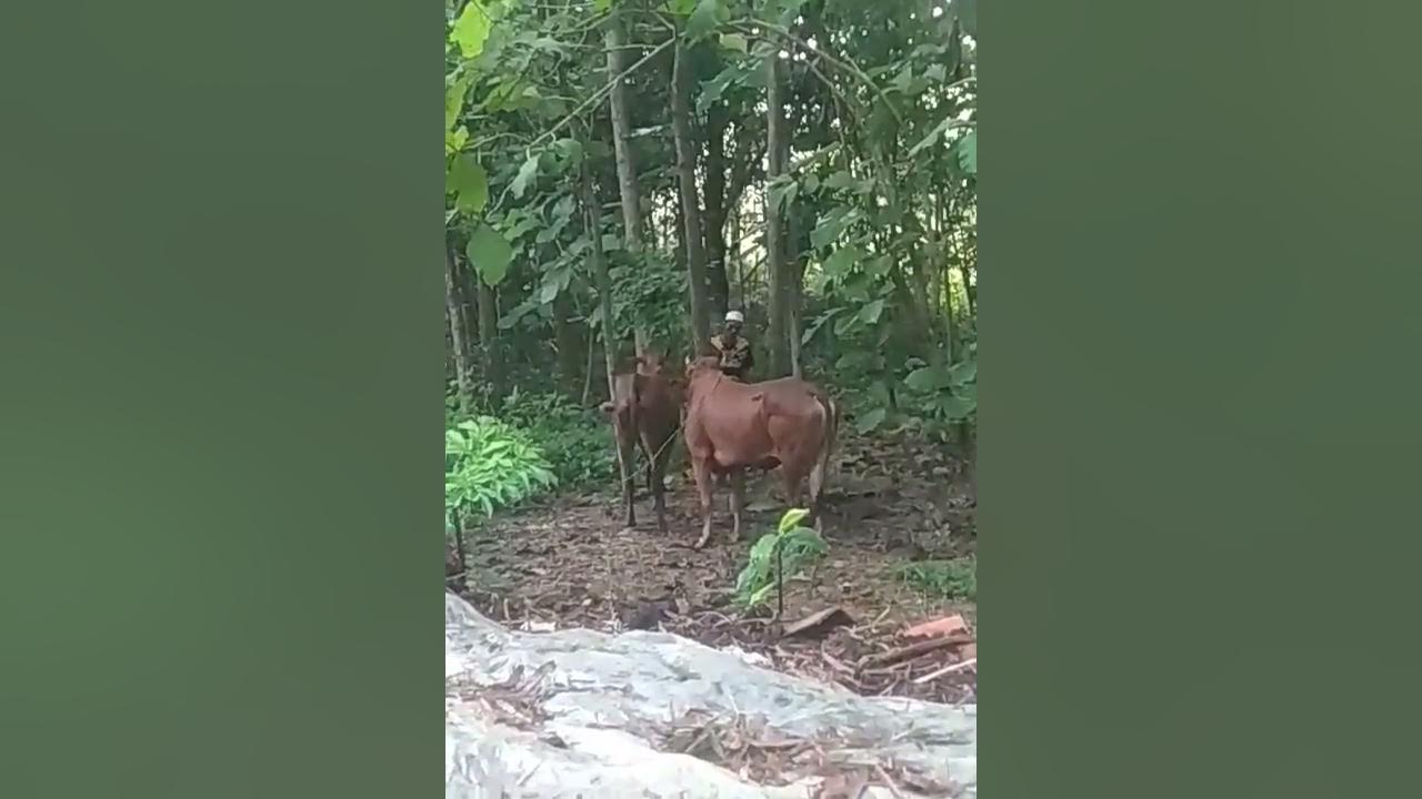 Proses perkawinan sapi Madura secara alami #kocarkacir #sapi #madura # ...