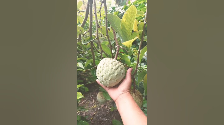 Conoce usted esta fruta? su nombre  es Anona!!!