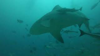 MarDe Dani en México, Riviera Maya, Playa del Carmen, Bull Sharks Diving