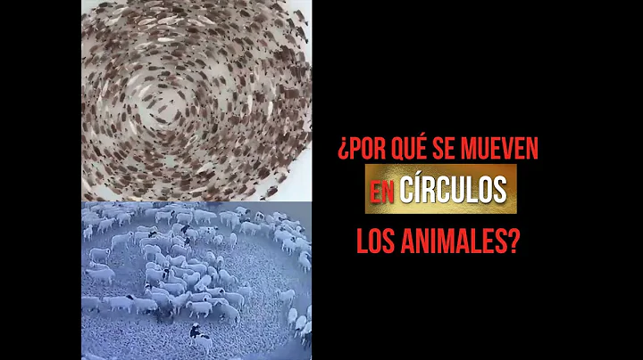 POR QU SE MUEVEN EN CIRCULOS DE ANIMALES?