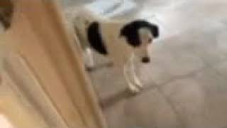 Sissy update by CLAY COUNTY DOG RESCUE CELINA TENNESSEE 51 views 4 years ago 1 minute, 6 seconds