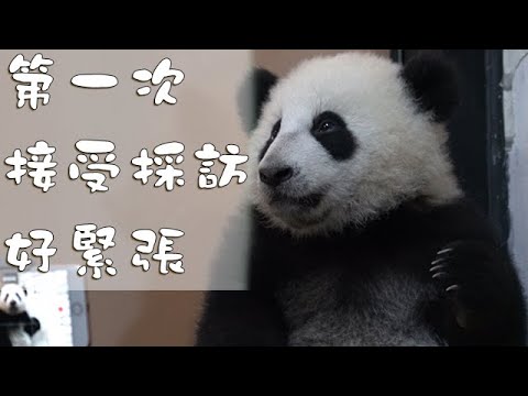 《熊貓早晚安》第一次接受採訪，好緊張 | iPanda熊貓頻道