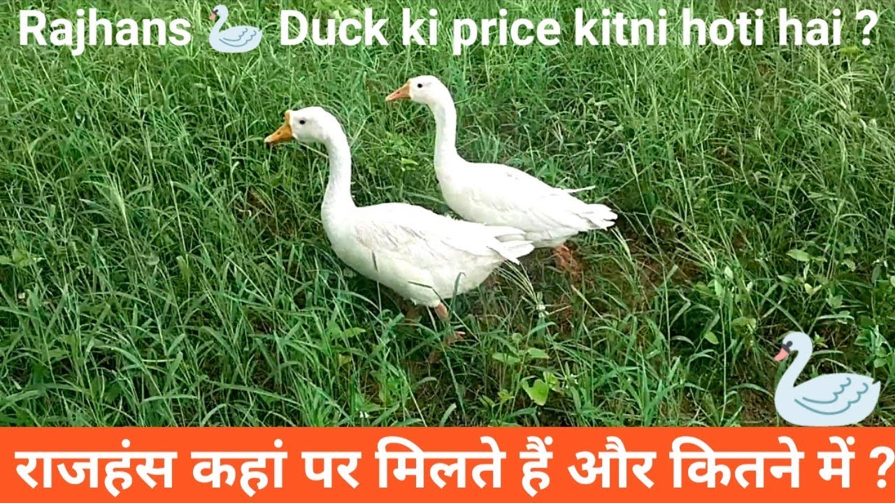 Rajhans kahan per milte Hain aur kitne ke milte Hain ? YouTube