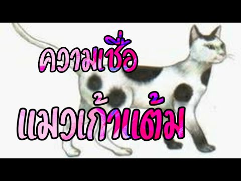 แมวเก้าแต้ม ลักษณะ นิสัย และความเชื่อของแมวเก้าแต้ม | Cat story |