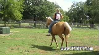 Riding and jumping MFTHBA horses bridle-less and bareback - music by INXS