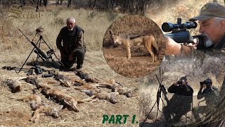 Blackbacked Jackals - Hunting in Namibia, Part 1.