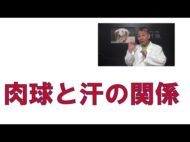 猫の汗