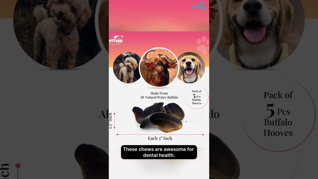 100% Natural Water Buffalo Hooves Dog Chew - Pack of 5 