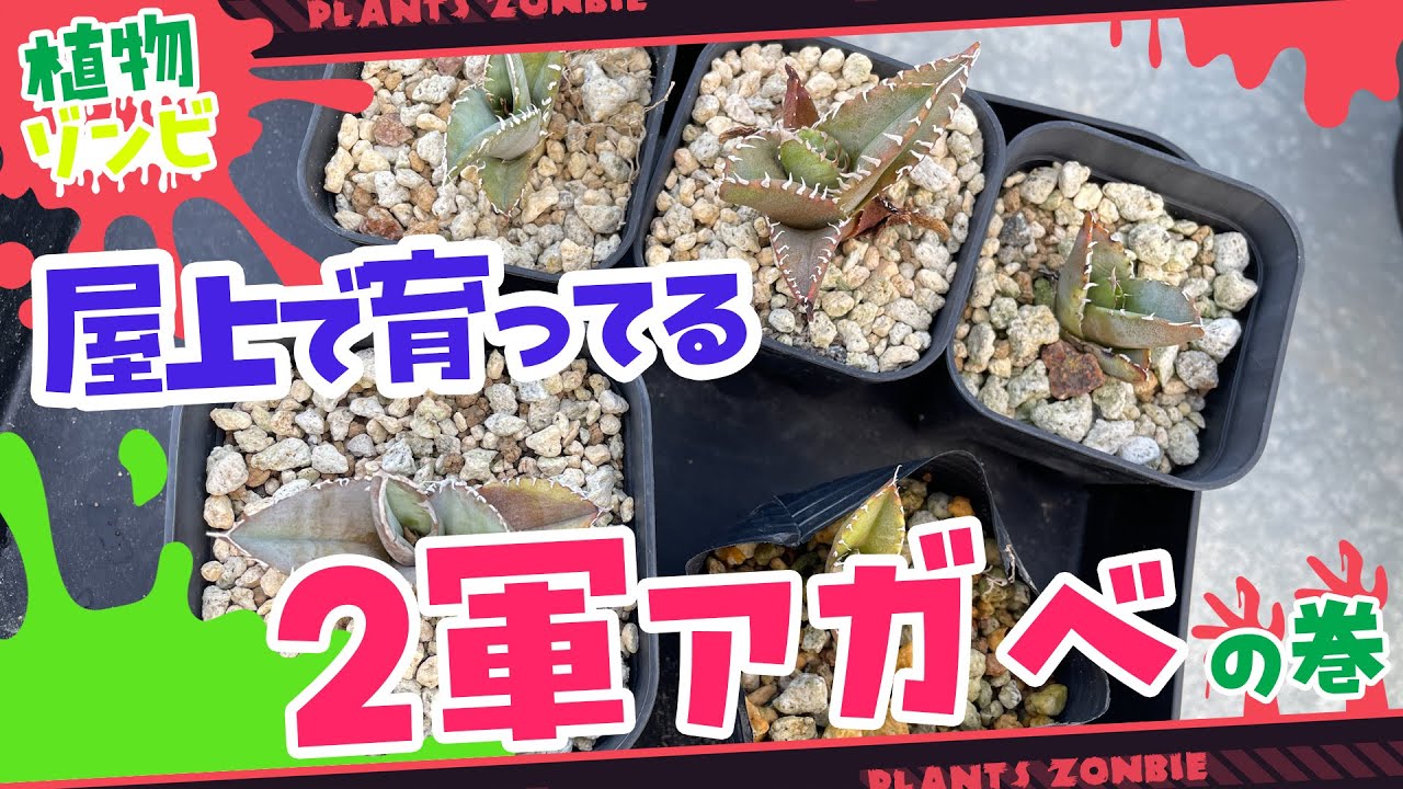 【アガベ】屋上の2軍アガベが昇格！？