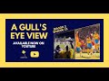 A BIG CHANCE MISSED | A GULL'S EYE VIEW S2 E23