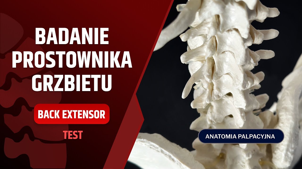 ANATOMIA PALPACYJNA - BADANIE PROSTOWNIKA GRZBIETU - dr n. med. Marcin Wytrążek