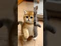 #catlovers #loverstips #catdancer #naturelovers #nature#yash #love #catshorts #catvideos