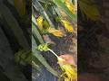 Dragon Fruit Flowers Harvested At Sunrise Become Rare Delicious Food Fast #satisfying #farming