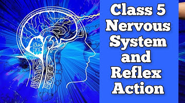 Class 5 science skeletal system and nervous system | skeletal system class 5 in hindi | part 2