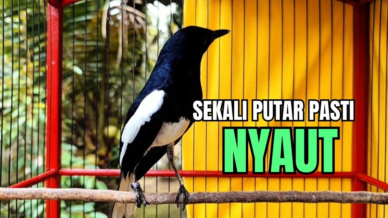 PANCINGAN KACER bahan SUSAH bunyi, KACER GACOR NGEPLONG bikin KACER MANAPUN ikut GACOR