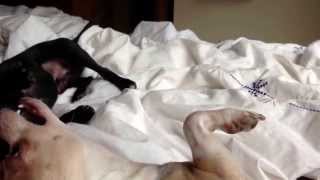 Ferocious Attack Chihuahua.