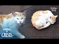 Cat That Chose To Live On The Roof Is Slowly Dying From Heat | Animal in Crisis Ep 297