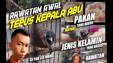 RAWATAN AWAL UNTUK TEPUS KEPALA ABU BIAR CEPAT GACOR DAN MEMBEDAKAN JENIS KELAMIN