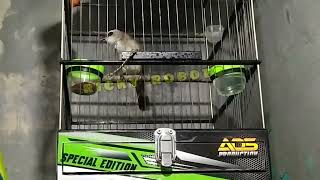 ROPELAN nada lelah cocok buat pancingan trucuk di pagi hari #trucukgacor #ropelmania