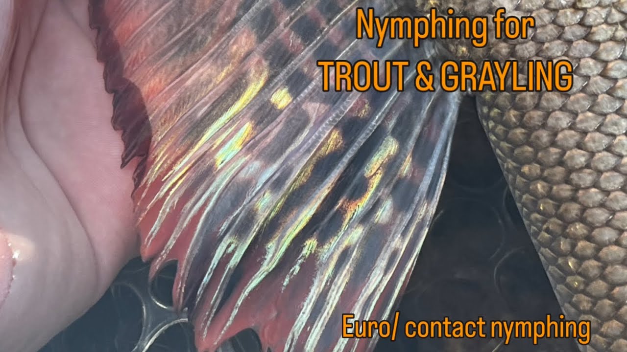 FLY FISHING RAPIDS IN SWEDEN - Euro/ Contact nymphing