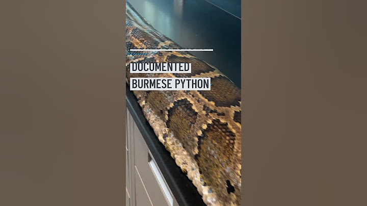 The world's longest Burmese python caught in Florida | NBC4 Washington