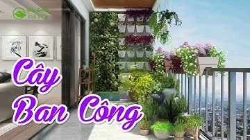 Top 6 cây trồng ban công giúp ngôi nhà xanh tươi và thoáng mát