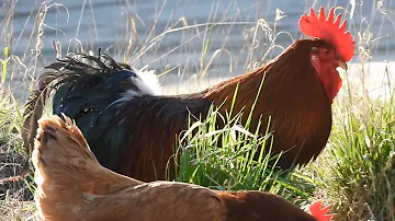 5 причин,почему начинает  кукарекать петух и нужны ли ему курицы-несушки
