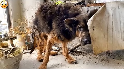 Nessuno sa cosa abbia fatto il padrone al cane, ma quando lo videro, tutti scoppiarono in lacrime.