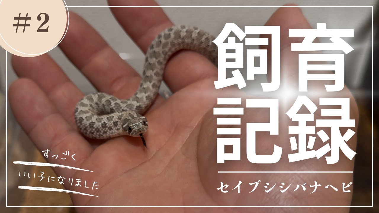 【リベンジ】威嚇しまくるセイブシシバナヘビと仲良くなれた！！
