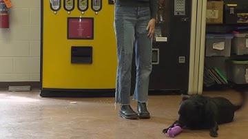 Birthday girl looking for forever home