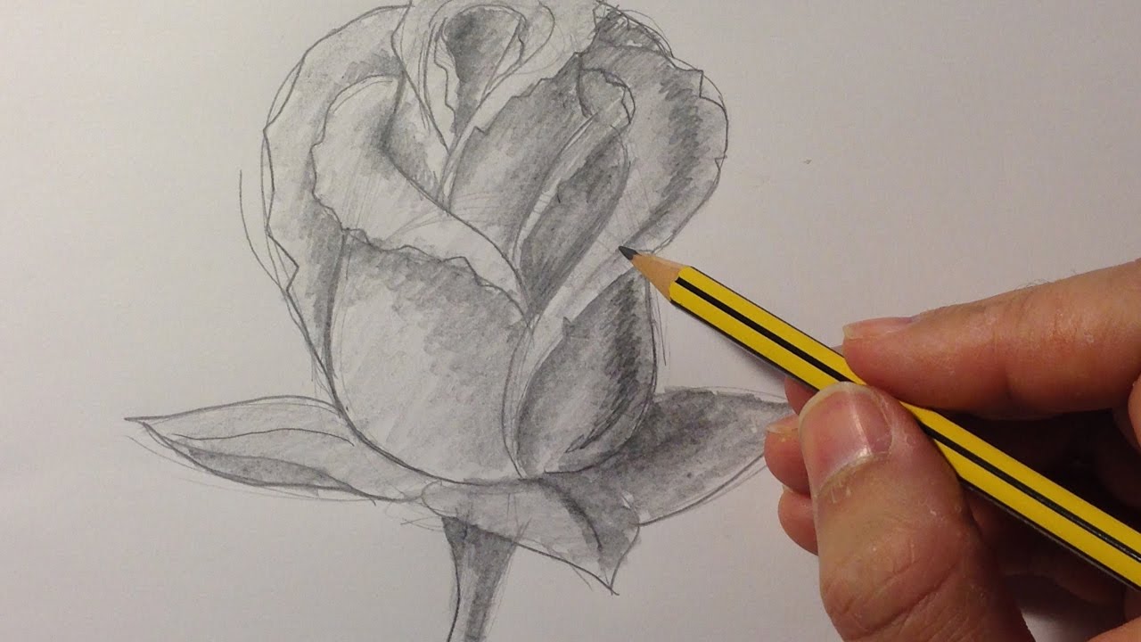 Cómo dibujar una rosa - YouTube