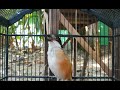 Cukup Sekali Dengar Pancingan Ini Cendet Anda Langsung Ngamuk Gacor Emosi Mp3 - Mp4 Download