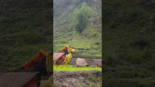 Paddy Planting in Heavy Rain | Traditional Himalayan Village Farming Life in Nepal #heavyrain #paddy