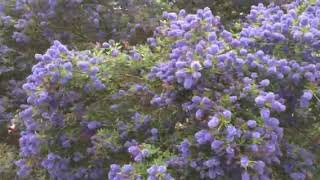 Magnificent Ceanothus