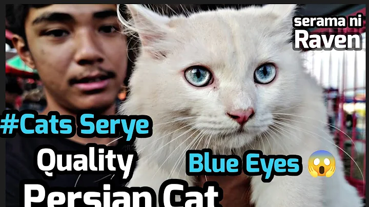 Watch the video about #Cats Serye#Grotto Pet Market#Blue eyes Na Persian cat ni Raven#Rag Doll import ni kuya ally👍🤩😱😺❤️