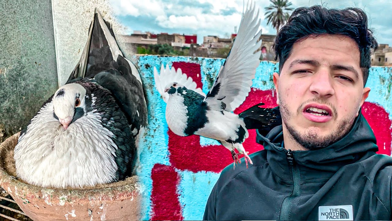 الحمامة الفاسية بيضة 🥚 