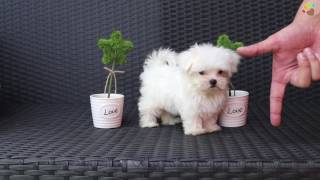 Teacup Maltese Terrier yavrumuz Maisi