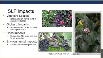 Identifying & Reporting Spotted Lanternfly and Tree-of-heaven with iMapInvasives - Spring & Summer