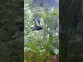 aquarium #aquarium #fishtank #fish #mollyfish #pets #aquaticpets #aquaticplants #viral #shorts #hope