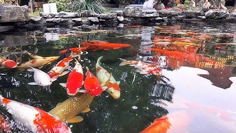 Hồ cá koi tuyệt đẹp tại chùa Quang sơn tam điệp