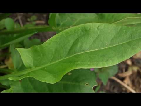 فيديو: استخدامات نبات الحميض: ماذا تفعل بأعشاب الحميض
