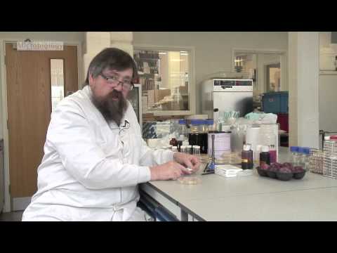 Isolating yeast from plums