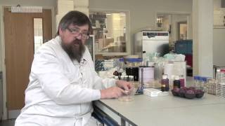 Isolating yeast from plums