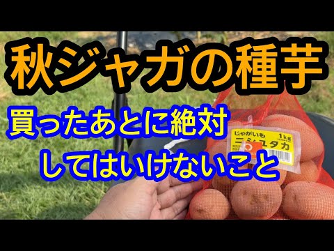 販売停止 斑入り やまいも 苗 ① Autumn Potatoes] Here are some things you should not do