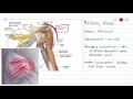 Peripheral Plexi and Nerves