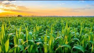 AGRICULTURE | Part 3 | O' Level Pakistan Studies | 2059/02