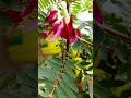 #flowers #nature #trees #plants #veggrowing #vegetables #jungle #farming #forest#greenlove #vegetal