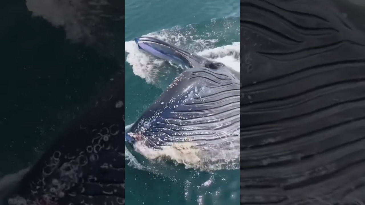 Amazing Whale Glow up 🐋 | Fox fusion Lion 