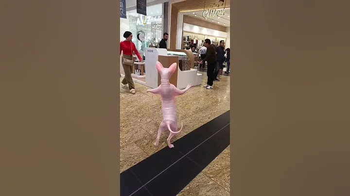 Video 11632971: sphynx cat cute lovely, cute funny sphynx cat, cutecat dancing funnycats