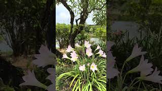 Pink Rain Lillies in bloom🩷 #japanesegarden #morikami #nature